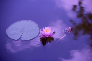 lac-nenuphard-lotus-violet